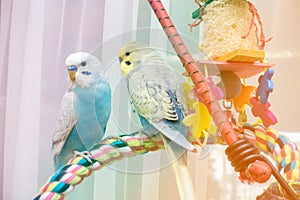 Young budgies