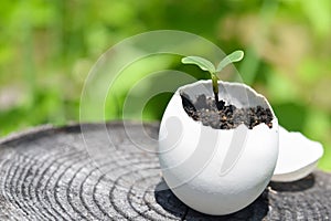 young buds growing in egg shell