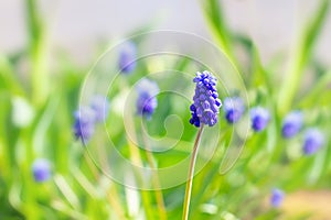 Young buds of hyacinth primroses Muscari armeniacum