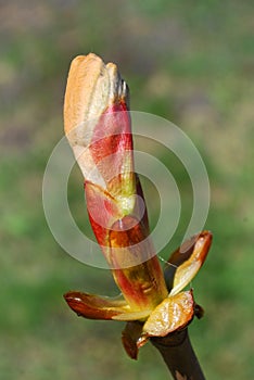 Young buds and leaves