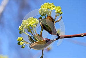 Young buds and leaves