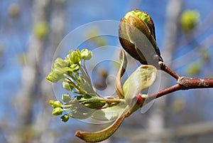 Young buds and leaves