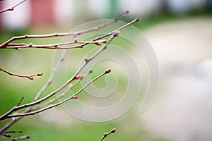 Young buds swelled on a branch - green natural background.