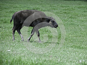 Young buffalo