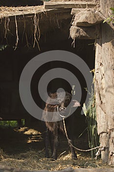 Young buffalo in nepali farm, Bardia, TeraÃ¯, Nepal