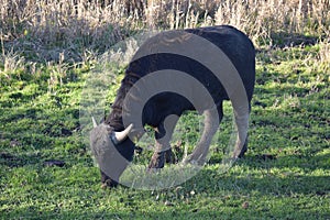 young buffalo, not a calf anymore but horns still small