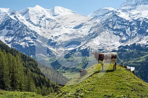 Young bull in Alps