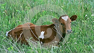 Young bull with brown and white lies on lawn .