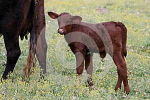 Young Bull Calf and Cow