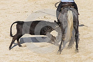 Young bull charging a horseman in the Camargue