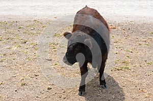 Young bull on a country safari farm
