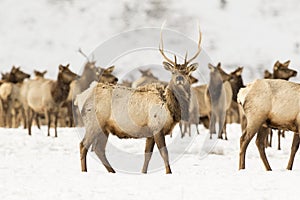 Young bull elk in deep snow in winter on National Elk Refuge