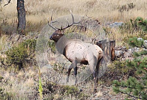 Young Bull Elk