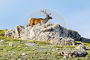 Young Bull Elk is King of the Mountain