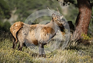 Young bull elk