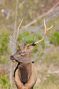 Young Bull Elk Portrait