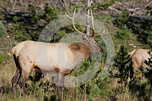 Young Bull Elk in Rut