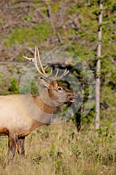 Young Bull Elk Side Portrait