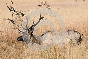 Young bull elk in wallow