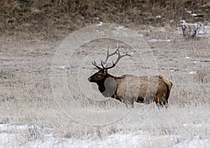Young Bull Elk Wapiti, Cervus canadensis standing in meadow