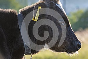 Young bull grazes on the lawn. Side view