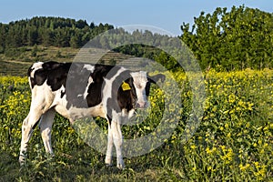 Young bull grazes on the lawn. Side view