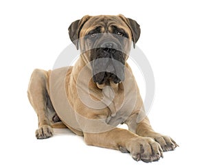 Young bull mastiff in studio