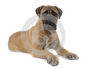 Young bull mastiff in studio