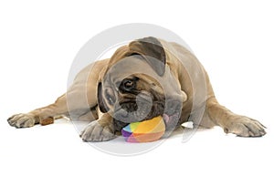 Young bull mastiff in studio