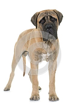 Young bull mastiff in studio