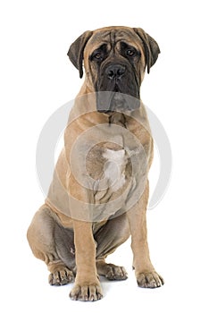 Young bull mastiff in studio