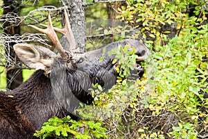 Young Bull Moose