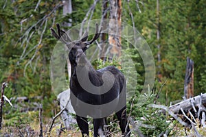 Young bull moose