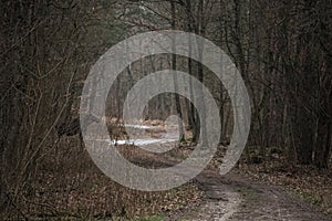 A young bull moose (Alces alces) in a mysterious forest. The moose goes through the forest road