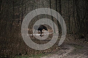 A young bull moose (Alces alces) in a mysterious forest. The moose goes through the forest road