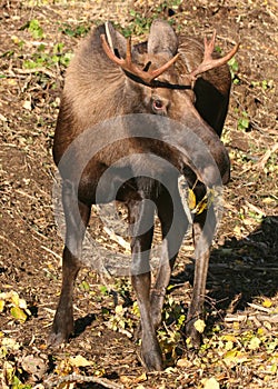 Young bull moose browsing