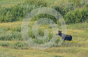 Young Bull Moose Grazes on Willow