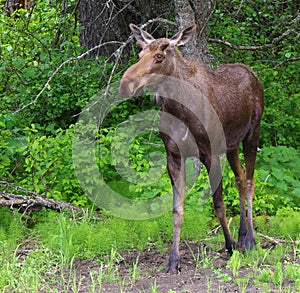 Young Bull Moose