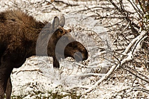 A Young Bull Moose Starting to Grow Its Antlers in Spring