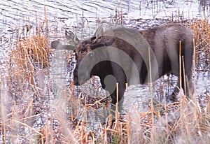 A young bull moose wading in a pond