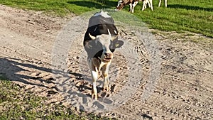 Young bull shrieking and threatening. Angry bull rowing the sand with his hoof