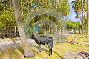 A young bull in the windward islands