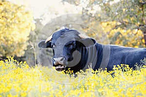 Young bull in yellow flowers of farm field