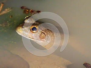 Young bullfrog in a pond