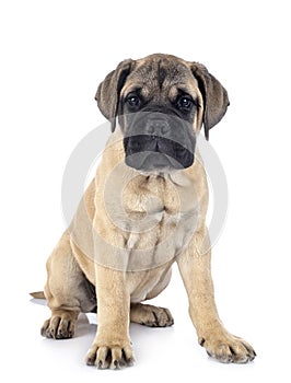 Young bullmastiff in studio