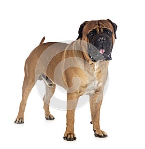 Young bullmastiff in studio