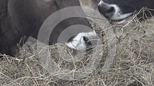 Young bulls feed on hay in the trough