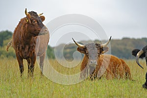 Young bulls resting in a summer field. codicote, hertfordshire. countryside photo