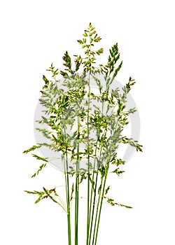 young bunch of grass on a white background vertically