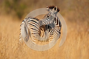 Young Burchell's Zebras (Equus burchellii) photo